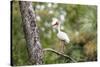 White Ibis-PETERLAKOMY-Stretched Canvas