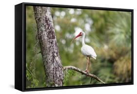 White Ibis-PETERLAKOMY-Framed Stretched Canvas