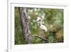 White Ibis-PETERLAKOMY-Framed Photographic Print