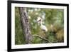 White Ibis-PETERLAKOMY-Framed Photographic Print