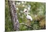 White Ibis-PETERLAKOMY-Mounted Photographic Print