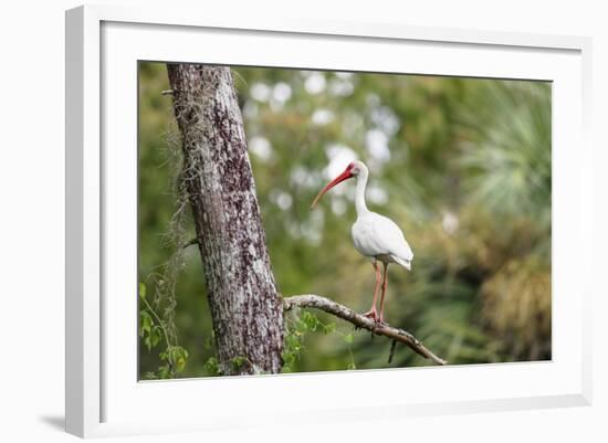 White Ibis-PETERLAKOMY-Framed Photographic Print