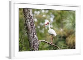 White Ibis-PETERLAKOMY-Framed Photographic Print