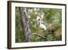 White Ibis-PETERLAKOMY-Framed Photographic Print