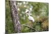 White Ibis-PETERLAKOMY-Mounted Photographic Print