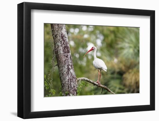 White Ibis-PETERLAKOMY-Framed Photographic Print