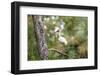 White Ibis-PETERLAKOMY-Framed Photographic Print