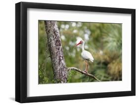 White Ibis-PETERLAKOMY-Framed Photographic Print