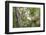 White Ibis-PETERLAKOMY-Framed Photographic Print