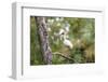 White Ibis-PETERLAKOMY-Framed Photographic Print