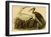 White Ibis-John James Audubon-Framed Art Print