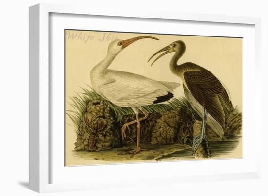 White Ibis-John James Audubon-Framed Art Print