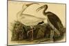 White Ibis-John James Audubon-Mounted Art Print