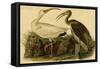 White Ibis-John James Audubon-Framed Stretched Canvas