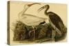 White Ibis-John James Audubon-Stretched Canvas