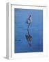 White Ibis-Michael Jackson-Framed Giclee Print