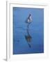 White Ibis-Michael Jackson-Framed Giclee Print