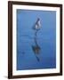 White Ibis-Michael Jackson-Framed Giclee Print