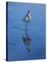 White Ibis-Michael Jackson-Stretched Canvas