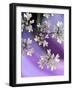 White In Purple-Heidi Westum-Framed Photographic Print