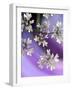 White In Purple-Heidi Westum-Framed Photographic Print