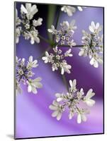 White In Purple-Heidi Westum-Mounted Photographic Print