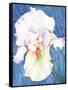 White Iris-Mary Russel-Framed Stretched Canvas