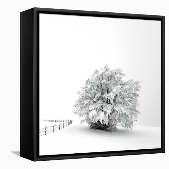 White is back-Philippe Sainte-Laudy-Framed Stretched Canvas