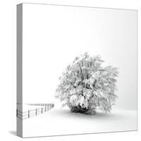 White is back-Philippe Sainte-Laudy-Stretched Canvas