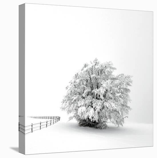 White is back-Philippe Sainte-Laudy-Stretched Canvas