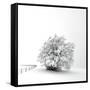 White is back-Philippe Sainte-Laudy-Framed Stretched Canvas