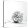 White is back-Philippe Sainte-Laudy-Stretched Canvas