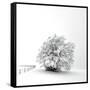 White is back-Philippe Sainte-Laudy-Framed Stretched Canvas