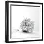 White is back-Philippe Sainte-Laudy-Framed Photographic Print