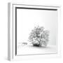 White is back-Philippe Sainte-Laudy-Framed Photographic Print