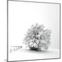 White is back-Philippe Sainte-Laudy-Mounted Photographic Print