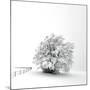 White is back-Philippe Sainte-Laudy-Mounted Photographic Print
