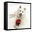 White Japanese Spitz Dog, Sushi, 6 Months Old, Holding a Red Rose-Mark Taylor-Framed Stretched Canvas