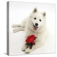 White Japanese Spitz Dog, Sushi, 6 Months Old, Holding a Red Rose-Mark Taylor-Stretched Canvas