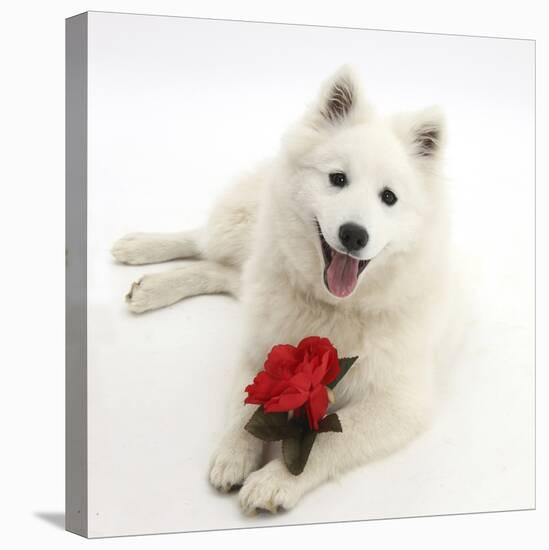 White Japanese Spitz Dog, Sushi, 6 Months Old, Holding a Red Rose-Mark Taylor-Stretched Canvas