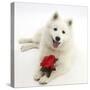 White Japanese Spitz Dog, Sushi, 6 Months Old, Holding a Red Rose-Mark Taylor-Stretched Canvas