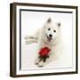 White Japanese Spitz Dog, Sushi, 6 Months Old, Holding a Red Rose-Mark Taylor-Framed Photographic Print