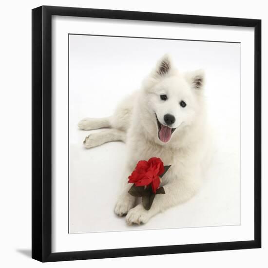 White Japanese Spitz Dog, Sushi, 6 Months Old, Holding a Red Rose-Mark Taylor-Framed Photographic Print