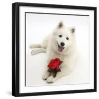 White Japanese Spitz Dog, Sushi, 6 Months Old, Holding a Red Rose-Mark Taylor-Framed Photographic Print