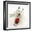 White Japanese Spitz Dog, Sushi, 6 Months Old, Holding a Red Rose-Mark Taylor-Framed Photographic Print