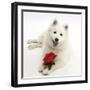 White Japanese Spitz Dog, Sushi, 6 Months Old, Holding a Red Rose-Mark Taylor-Framed Photographic Print