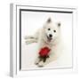 White Japanese Spitz Dog, Sushi, 6 Months Old, Holding a Red Rose-Mark Taylor-Framed Photographic Print
