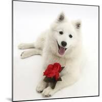White Japanese Spitz Dog, Sushi, 6 Months Old, Holding a Red Rose-Mark Taylor-Mounted Photographic Print