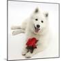 White Japanese Spitz Dog, Sushi, 6 Months Old, Holding a Red Rose-Mark Taylor-Mounted Photographic Print