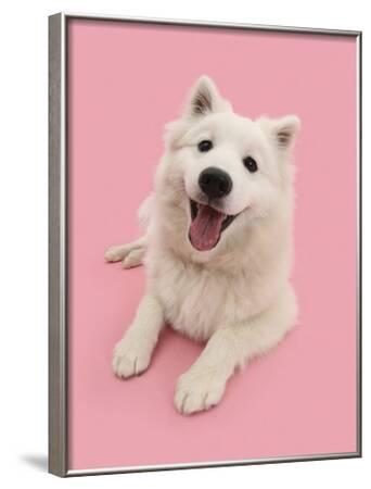 White Japanese Spitz Dog Sushi 6 Months On Pink Background Photographic Print Mark Taylor Allposters Com White Japanese Spitz Dog Sushi 6 Months On Pink Background Photographic Print Mark Taylor Allposters Com
